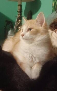 French Fry -  Domestic Medium Hair Cat for Adoption in Cary, North Carolina - French Fry | PetCurious
