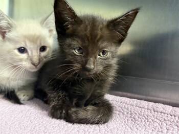 A233971 -  Domestic Short Hair Cat for Adoption in Grand Prairie, Texas - A233971 | PetCurious