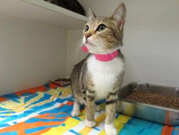 Domestic Short Hair Cats Available for Adoption in Oklahoma City, Oklahoma - BABY | PetCurious