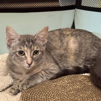 Alana -  Domestic Short Hair Cat for Adoption in Prosper, Texas - Alana | PetCurious