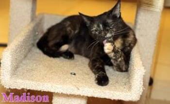 Rescue Tabby Cats for Adoption - Madison | PetCurious