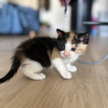 Domestic Short Hair Cats Available for Adoption - Ziblet | PetCurious
