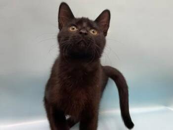 Lucky Charms -  Domestic Short Hair Cat for Adoption in Minneapolis, Minnesota - Lucky Charms | PetCurious