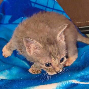 Short Stop -  Domestic Short Hair Cat for Adoption - Short Stop | PetCurious