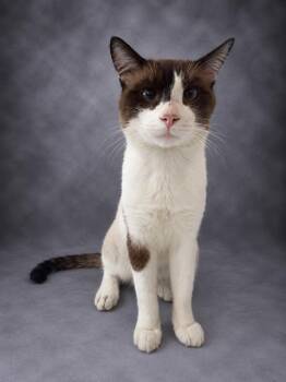 SAMPSON -  Snowshoe Cat for Adoption in Winter Haven, Florida - SAMPSON | PetCurious