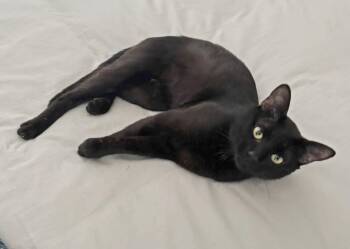 Mojo -  Domestic Short Hair Cat for Adoption in Silver Spring, Maryland - Mojo | PetCurious