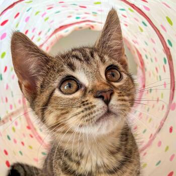 Kai -  Domestic Short Hair Cat for Adoption in Stamford, Connecticut - Kai | PetCurious