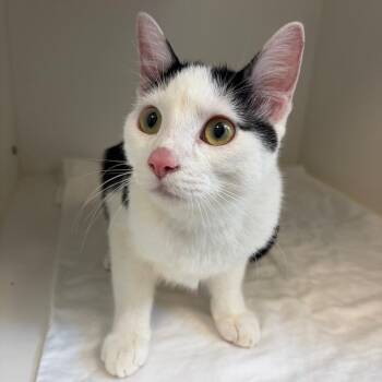Moka -  Domestic Short Hair Cat for Adoption in Tulsa, Oklahoma - Moka | PetCurious