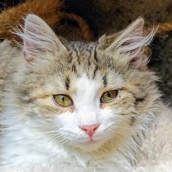 Jack Wolf -  Domestic Medium Hair Cat Available for Adoption in Buhl, Idaho - Jack Wolf | PetCurious