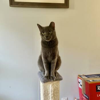STERLING- COURTESY POST -  Russian Blue Cat for Adoption - STERLING- COURTESY POST | PetCurious