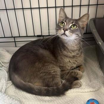 Domestic Short Hair Cats Available for Adoption in Candler, North Carolina - Katie | PetCurious