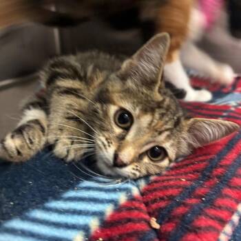 Domestic Short Hair Cats Available for Adoption in Lakeland, Florida - Isis | PetCurious