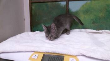 MEOWSTIC -  Domestic Short Hair Cat for Adoption in Houston, Texas - MEOWSTIC | PetCurious