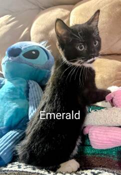 Domestic Short Hair Cats Available for Adoption in Binghamton, New York - Emerald | PetCurious