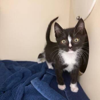 Wizard -  Domestic Short Hair Cat for Adoption in Bradenton, Florida - Wizard | PetCurious