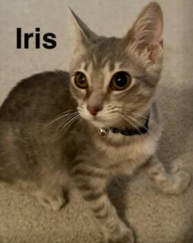 Iris -  Domestic Short Hair Cat for Adoption in Owasso, Oklahoma - Iris | PetCurious