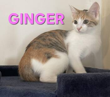 Rescue Calico Cats for Adoption in Harrodsburg, Kentucky - GINGER - BONDED PAIR - ROSEMARY | PetCurious