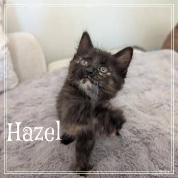 Hazel -  Domestic Short Hair Cat for Adoption in Monroe, Michigan - Hazel | PetCurious