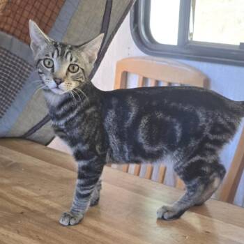 Mateo -  Domestic Short Hair Cat for Adoption in Redwood Valley, California - Mateo | PetCurious