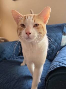 George -  Domestic Short Hair Cat for Adoption in Tempe, Arizona - George | PetCurious