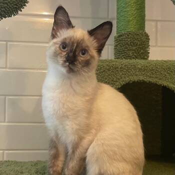 Siamese Cats Available for Adoption - Jade | PetCurious