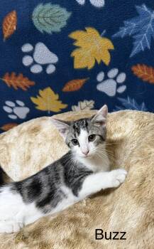 Buzz -  Domestic Short Hair Cat for Adoption in Logan, Ohio - Buzz | PetCurious