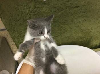 PALMER -  Domestic Short Hair Cat for Adoption in Riverside, California - PALMER | PetCurious