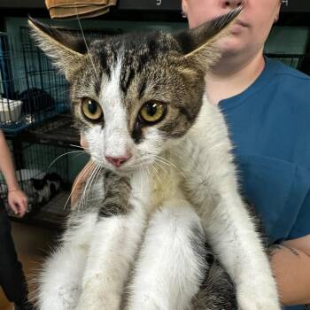 Tristan -  Domestic Short Hair Cat for Adoption in Gadsden, Alabama - Tristan | PetCurious