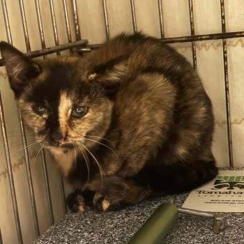 Rescue Domestic Short Hair Cats for Adoption in Vineland, New Jersey - Liberty | PetCurious