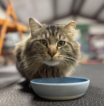 Domestic Medium Hair and Maine Coon Cats Available for Adoption in Melbourne, Arkansas - Mr. Fluffy Pants | PetCurious