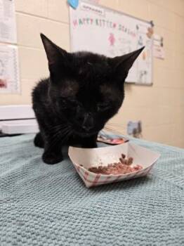 Walter -  Domestic Short Hair Cat for Adoption in Westland, Michigan - Walter | PetCurious