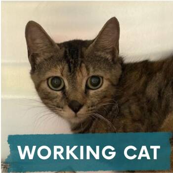 Paint -  Domestic Short Hair Cat for Adoption in Asheville, North Carolina - Paint | PetCurious