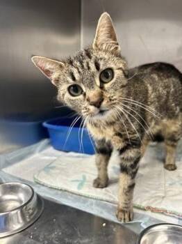 Potato -  Domestic Short Hair Cat for Adoption in Simcoe, Ontario - Potato | PetCurious
