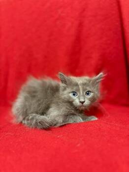 Domestic Medium Hair Cats Available for Adoption - Fakie | PetCurious