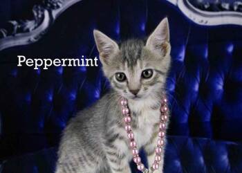 Rescue Tabby Cats for Adoption in York, Nebraska - Peppermint | PetCurious