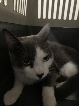Star -  Domestic Short Hair Cat for Adoption in Winnipeg, Manitoba - Star | PetCurious