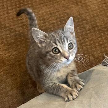 Rescue Domestic Short Hair and Tabby Cats for Adoption in Morrison, Colorado - Monica Ehlers | PetCurious