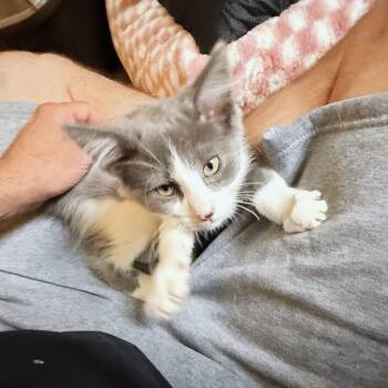 Feathers -  Tuxedo and Domestic Medium Hair Cat for Adoption in Lombard, Illinois - Feathers | PetCurious