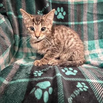 Cypress -  Domestic Short Hair Cat for Adoption in Sequatchie, Tennessee - Cypress | PetCurious