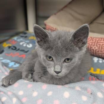 Darts -  Domestic Short Hair Cat for Adoption in Detroit Lakes, Minnesota - Darts | PetCurious