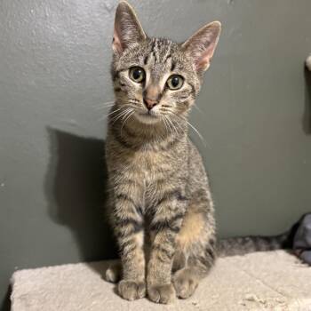 Alvin -  Domestic Short Hair Cat for Adoption in Pickering, Ontario - Alvin | PetCurious