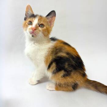 Amelie -  American Shorthair Cat for Adoption in Pasco, Washington - Amelie | PetCurious
