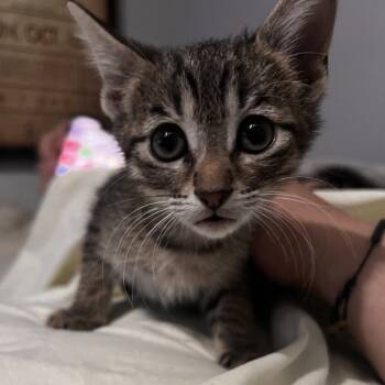 Rescue Domestic Short Hair Cats for Adoption in San Antonio, Texas - Cinnamon | PetCurious