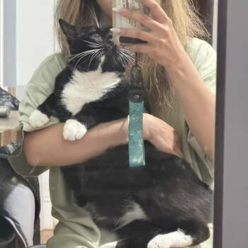 Oreo -  Tuxedo and Domestic Short Hair Cat for Adoption - Oreo | PetCurious