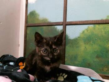 Domestic Short Hair Cats Available for Adoption in Houston, Texas - BETSY | PetCurious