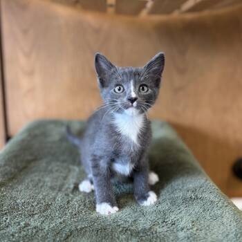 Cobblestone--In Foster -  Domestic Short Hair Cat for Adoption in Fargo, North Dakota - Cobblestone--In Foster | PetCurious
