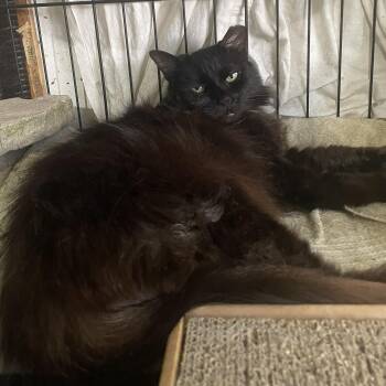 Mina S. (Curtesy post) -  Domestic Long Hair Cat for Adoption in New York, New York - Mina S. (Curtesy Post) | PetCurious