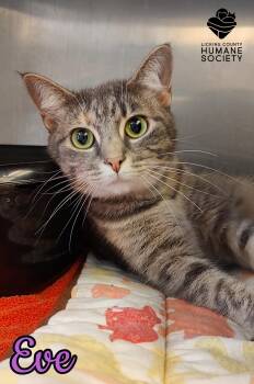 Rescue Domestic Short Hair Cats for Adoption in Heath, Ohio - Eve | PetCurious