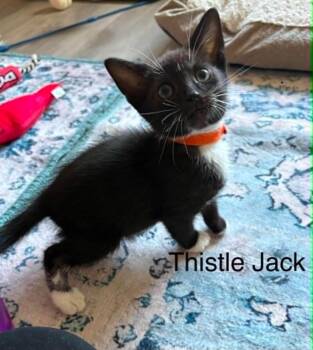 Thistle Jack -  Domestic Short Hair Cat for Adoption in Newnan, Georgia - Thistle Jack | PetCurious