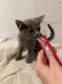 Eloise -  Domestic Short Hair Cat for Adoption in Cleveland, Ohio - Eloise | PetCurious
